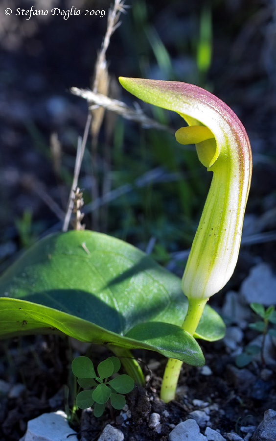 Arisarum vulgare subsp. simorrhinum